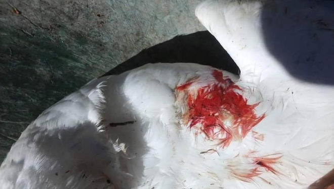11 oche uccise a fucilate: comunità profondamente scossa dal barbaro gesto