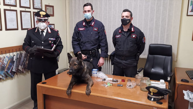 Il pastore tedesco “Artur” scopre un “supermercato della droga”: i Carabinieri arrestano due coniugi