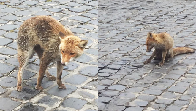 Avvelenamento animali, il Gruppo Sora 2.0: «Sdegno e indignazione termini riduttivi»
