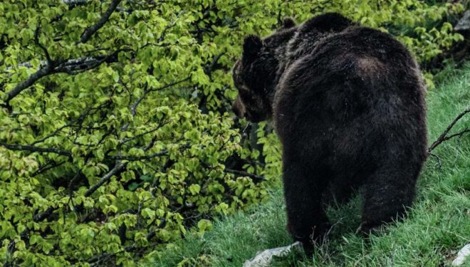 Orsi in paese: “l’emergenza che non c’è”. L’associazione “Orso and Friends” spiega perché