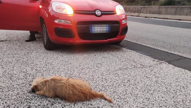 Cucciolo investito sulla Sora-Ferentino: il dolore dei soccorritori