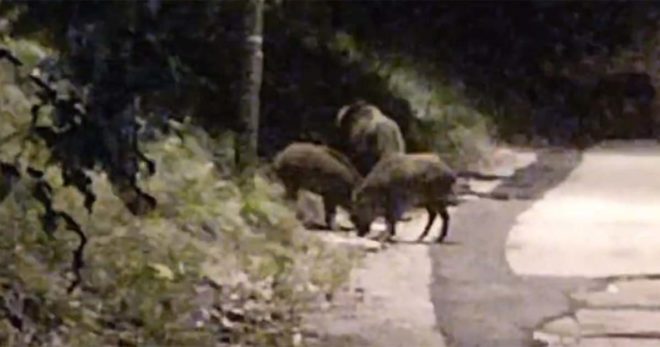 Cinghiali a Sora, il Sindaco Di Stefano chiede alla Regione autorizzazione alla cattura