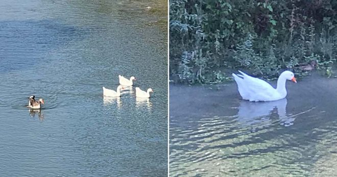 Papere nel Liri a Sora, una sola “superstite”. Ci scrive Maria Maddalena