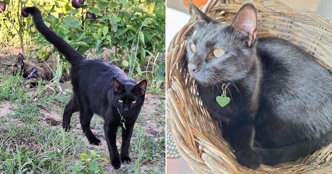 Gatto smarrito in viale S. Domenico a Sora: la sua famiglia chiede aiuto a tutti