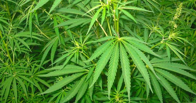 Accesso alla cannabis terapeutica nel Lazio