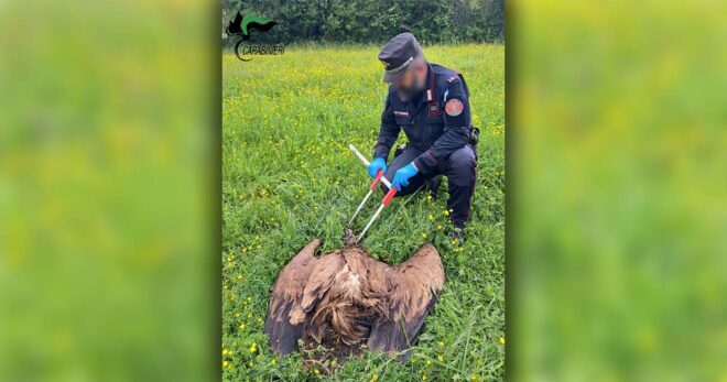 Casalvieri, grifone morto: indagini dei Carabinieri forestali sulle cause del decesso