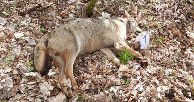 Cinque lupi morti nel Parco Nazionale: attese le analisi tossicologiche sulle carcasse