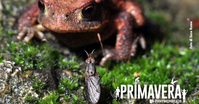Posta Fibreno, escursione nella natura con “Prede e predatori” alla scoperta dell’ecosistema del lago