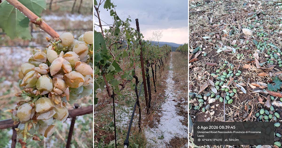Pescosolido: violenta grandinata devasta le campagne. Raccolti completamente distrutti, parte la conta dei danni