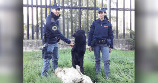 Sora, la Polizia di Stato al “Weekend a 4 zampe”: sabato l’esibizione dell’Unità Cinofila