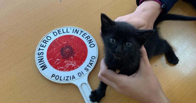 Sora: gattina trovata nella Volante della Polizia, un agente la adotta