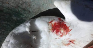 11 oche uccise a fucilate: comunità profondamente scossa dal barbaro gesto