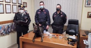 Il pastore tedesco “Artur” scopre un “supermercato della droga”: i Carabinieri arrestano due coniugi