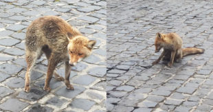 Avvelenamento animali, il Gruppo Sora 2.0: «Sdegno e indignazione termini riduttivi»