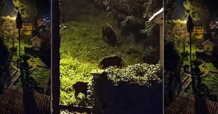 SORA – Cinghiali in convento. Gli animali immortalati nel giardino dei “Passionisti”