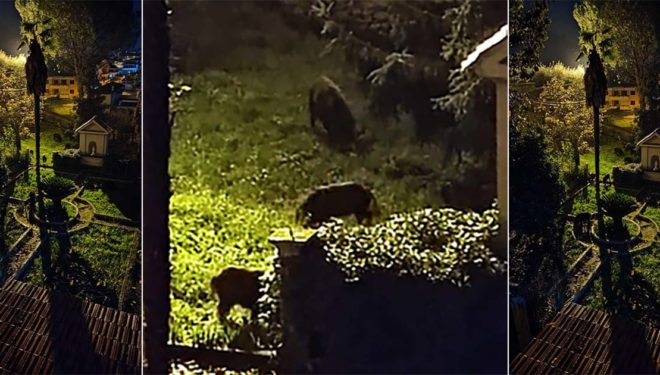 SORA – Cinghiali in convento. Gli animali immortalati nel giardino dei “Passionisti”