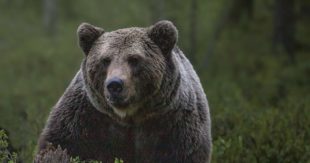 PESCOSOLIDO – “Vigilia” di Halloween con l’orso sul terrazzo