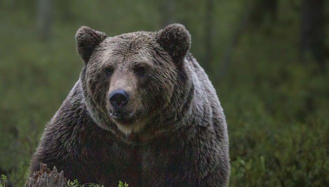 PESCOSOLIDO – “Vigilia” di Halloween con l’orso sul terrazzo