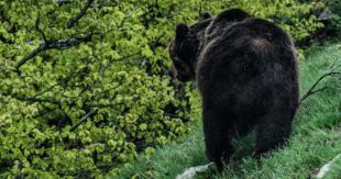 Orsi in paese: “l’emergenza che non c’è”. L’associazione “Orso and Friends” spiega perché