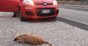 Cucciolo investito sulla Sora-Ferentino: il dolore dei soccorritori