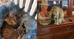 Aiutiamo Serena a ritrovare la sua gattina