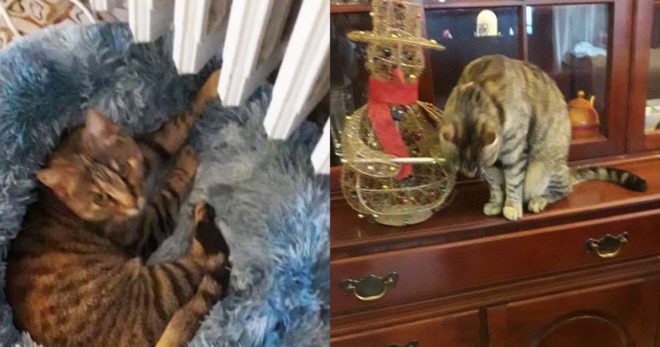 Aiutiamo Serena a ritrovare la sua gattina