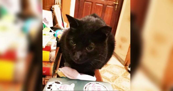 Gatta smarrita in centro a Sora. La richiesta di aiuto per ritrovarla