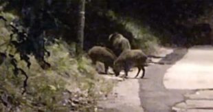 Cinghiali a Sora, il Sindaco Di Stefano chiede alla Regione autorizzazione alla cattura