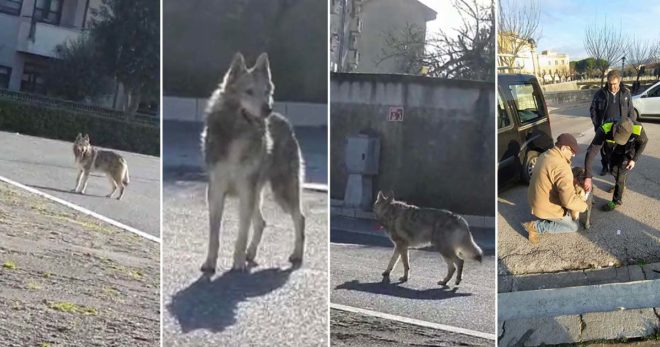 Avvistamento in centro a Sora: non è un lupo ma un “cane lupo cecoslovacco”
