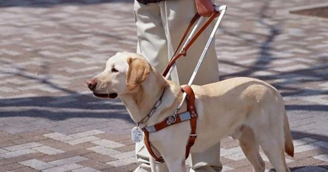 Arpino: parte la scuola di addestramento cani guida per non vedenti