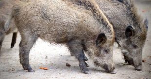 Sora, problema cinghiali: gabbie anche in zona Madonna delle Grazie