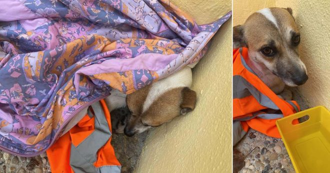 Cagnolina investita sulla Vandra: l’istituto Evan Gorga la “adotta”