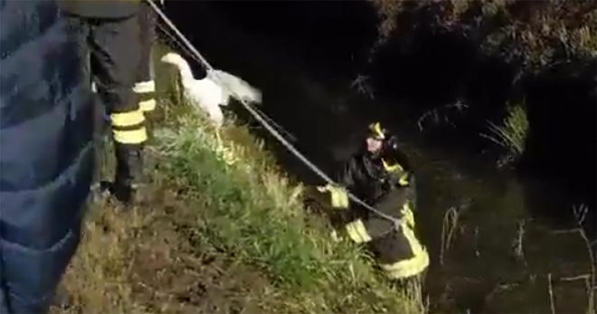 Sora: i Vigili del… Cuore recuperano una papera domestica finita in un canale