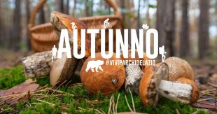 Riserva Lago di Posta Fibreno: un Corso gratuito di formazione micologica per la raccolta dei funghi