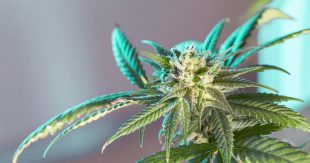 Canapa e Sicilia: una risorsa per la rinascita dei territori confiscati alla mafia